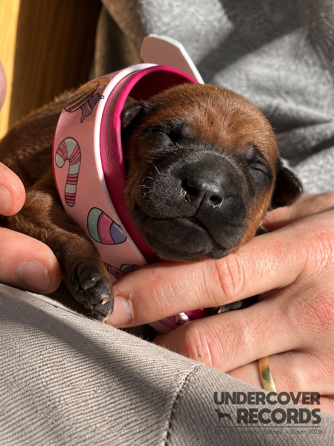 Candy als Welpe