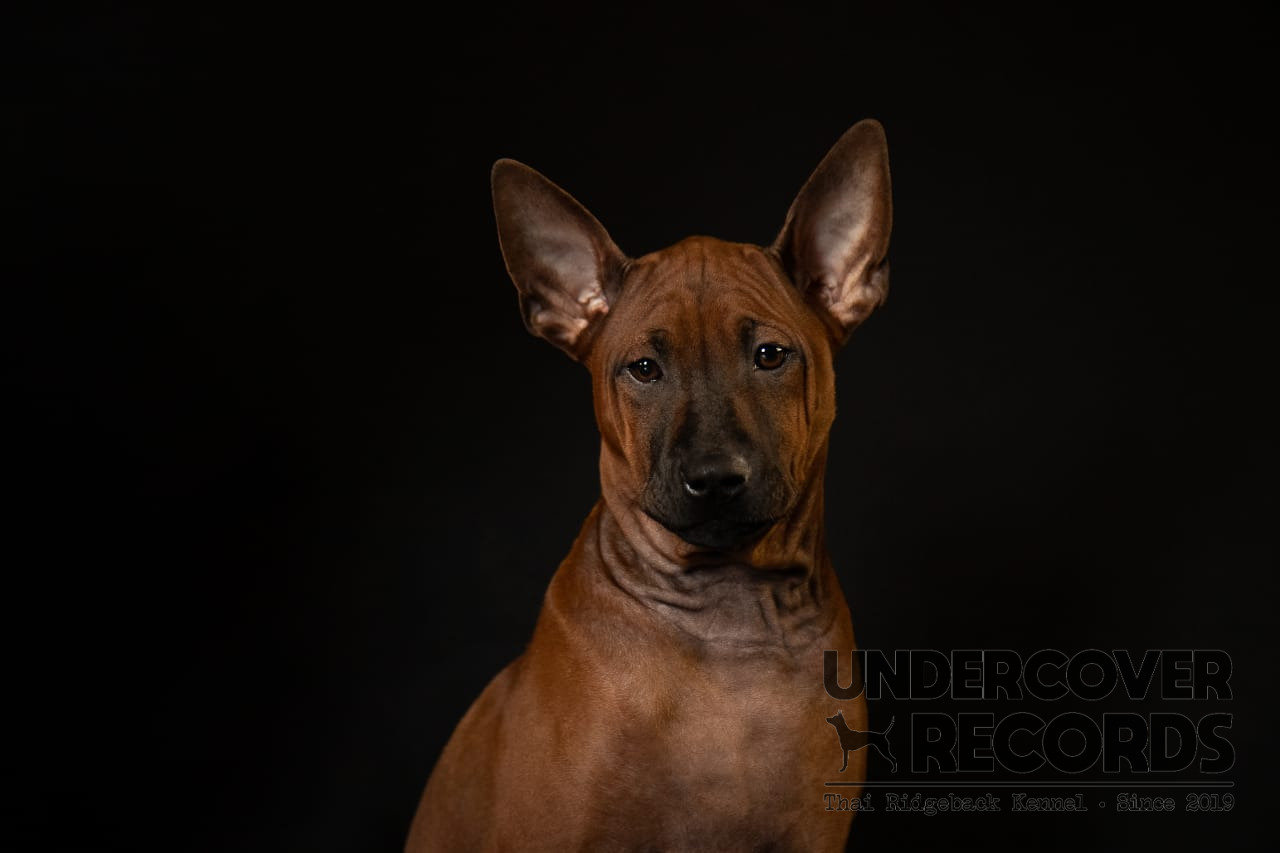 Foxx Studio Portrait