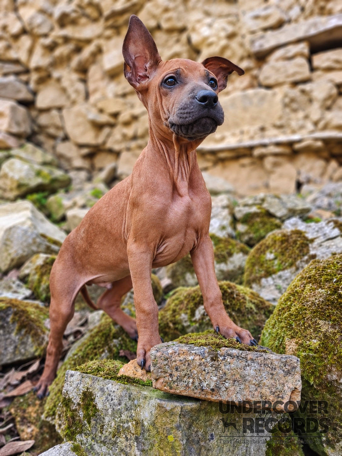 Fred als Junghund