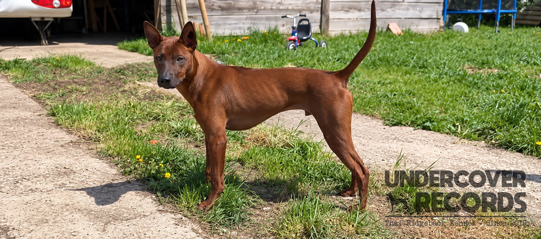 Oly als junger Hund im Stand